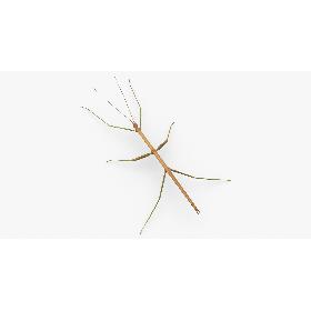 Walkingstick Rigged 3D